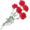 Sticker 🌹 AnaQtella