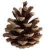 Sticker 🍍 AnaQtella