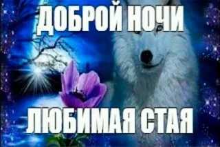 Telegram sticker 🐺 Не заходи сюда👉🏻 @stikiin
