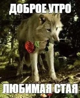 Telegram sticker 🐺 Не заходи сюда👉🏻 @stikiin