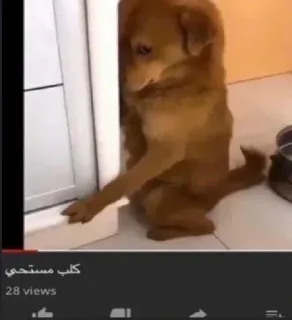 Video sticker 🐕 NOUF @NIIIII_0