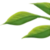 Sticker 🌟 Plants :: @fStikBot