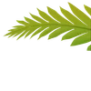 Video sticker 🌟 Plants :: @fStikBot