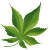 Sticker 🌟 Plants :: @fStikBot