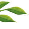 Sticker 🌟 Plants :: @fStikBot