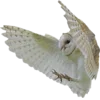 Video sticker 🦉 — ꜱᴛʏʟᴇ ...