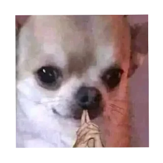 Telegram sticker 🙏 @erro_403 o + picudo do Br