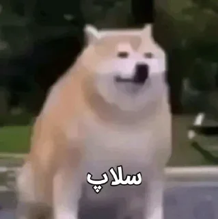 Video sticker 🗿 𝖲𝗁𝗈𝗐 𝖪𝗁𝗈𝗌𝗁  ` @Qafiyee ´