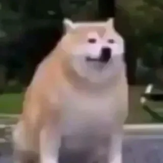 Sticker 🗿 𝖲𝗁𝗈𝗐 𝖪𝗁𝗈𝗌𝗁  ` @Qafiyee ´