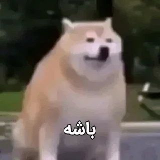 Telegram sticker 🗿 𝖲𝗁𝗈𝗐 𝖪𝗁𝗈𝗌𝗁  ` @Qafiyee ´