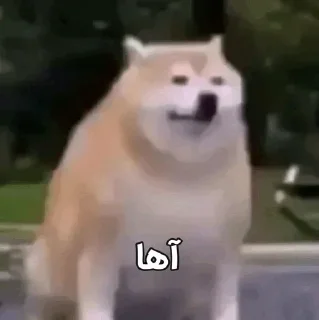 Telegram sticker 🗿 𝖲𝗁𝗈𝗐 𝖪𝗁𝗈𝗌𝗁  ` @Qafiyee ´