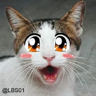 Sticker 😍 Cats :: @fStikBot