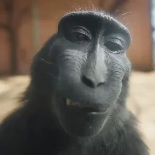 Video sticker 🐵 Animals @agreatstickers
@agreatmarket