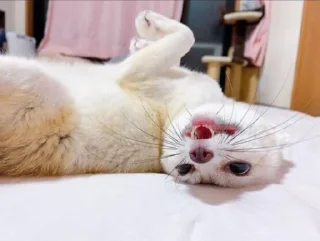 Sticker 🤪 FensFennecPack