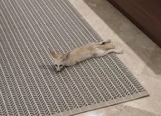 Video sticker 😒 FensFennecPack