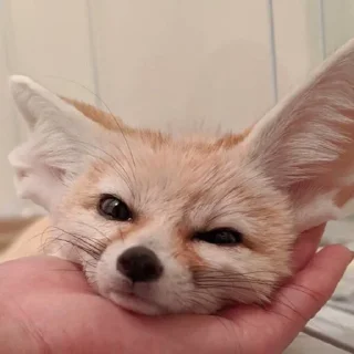 Video sticker 😌 FensFennecPack