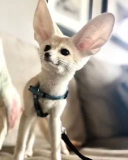 Telegram sticker 🤨 FensFennecPack