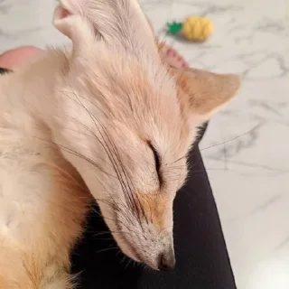 Telegram sticker 😴 FensFennecPack