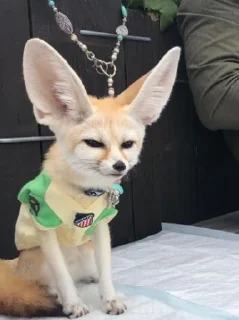 Telegram sticker 😒 FensFennecPack