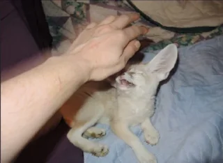 Telegram sticker 🖐 FensFennecPack