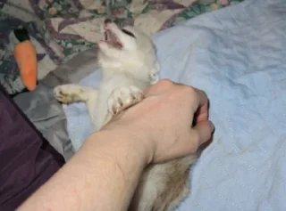 Telegram sticker 🤪 FensFennecPack