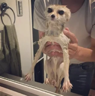 Telegram sticker 💦 FensFennecPack