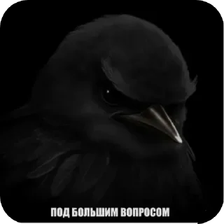 Video sticker 🐦 вряд-ли😾 :: @fStikBot