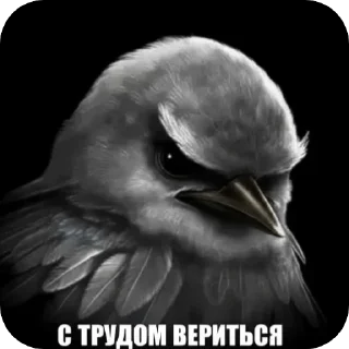 Video sticker 🐦 вряд-ли😾 :: @fStikBot