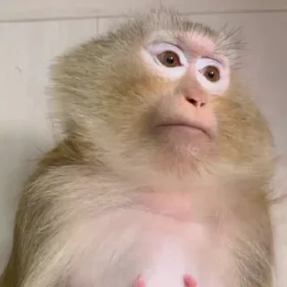 Video sticker 😐 الشمري