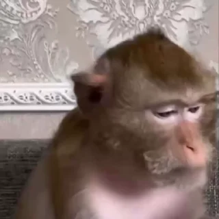 Video sticker 🌟 الشمري