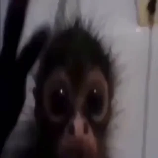 Video sticker 😲 Ginger
