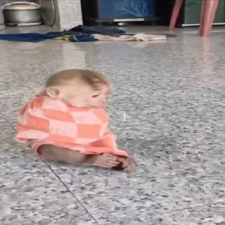 Video sticker 💥 Ginger