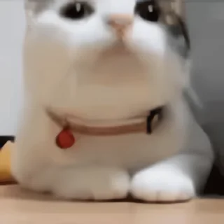 Video sticker 👻 냥냥이 100 @DCConSticker