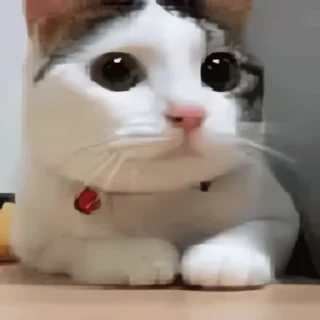 Video sticker 👻 냥냥이 100 @DCConSticker