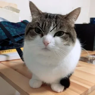 Video sticker 🌟 Франц пак(создан:@NotChurka1) :: @fStikBot