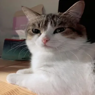 Telegram sticker 🌟 Франц пак(создан:@NotChurka1) :: @fStikBot