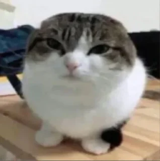 Video sticker 🌟 Франц пак(создан:@NotChurka1) :: @fStikBot