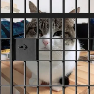 Sticker 🌟 Франц пак(создан:@NotChurka1) :: @fStikBot