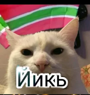 Video sticker 😠 Maga | @avarskiy_magash