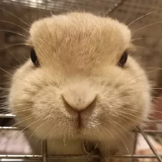 Video sticker 🌟 Кролик Вилля @SVK7J :: @fStikBot