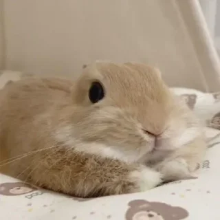 Video sticker 🌟 Кролик Вилля @SVK7J :: @fStikBot