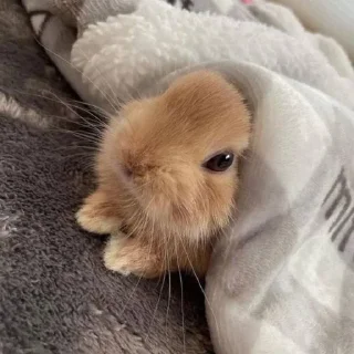 Telegram sticker 🌟 Кролик Вилля @SVK7J :: @fStikBot