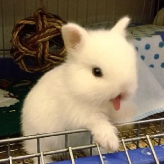 Telegram sticker 🌟 Кролик Вилля @SVK7J :: @fStikBot