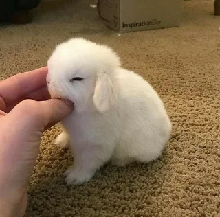 Telegram sticker 🌟 Кролик Вилля @SVK7J :: @fStikBot