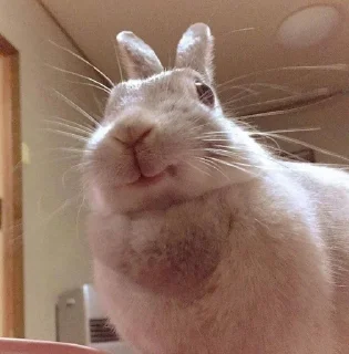 Telegram sticker 🌟 Кролик Вилля @SVK7J :: @fStikBot