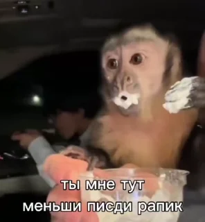 Video sticker 🌟 Стикеры колбаски :: @fStikBot