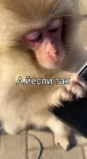 Video sticker 💷 Стикеры колбаски :: @fStikBot