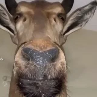 Video sticker 🙂 э @TgEmodziBot