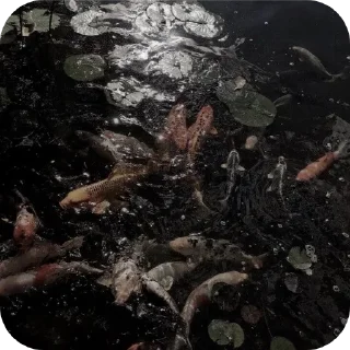 Telegram stiker 👍 Unfair