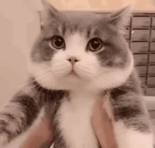 Video sticker 🏵 Ꭺꜱʜɪꜱʜ  :: @itz_your_ashish